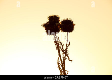 Cynara cardunculus. Trascorso di carciofi cardo / flowerheads andato a seme nella tarda sera di settembre la luce del sole. Silhouette. Regno Unito Foto Stock