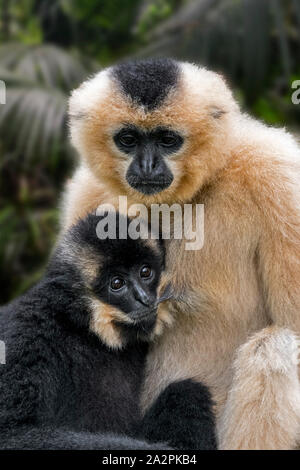 Giallo-cheeked gibbon / golden-cheeked crested gibbone (Nomascus gabriellae) femmina giovane di allattamento, nativo del Vietnam, Laos e Cambogia Foto Stock