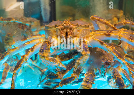 Molti grandi granchio vivi nel serbatoio di acqua Foto Stock