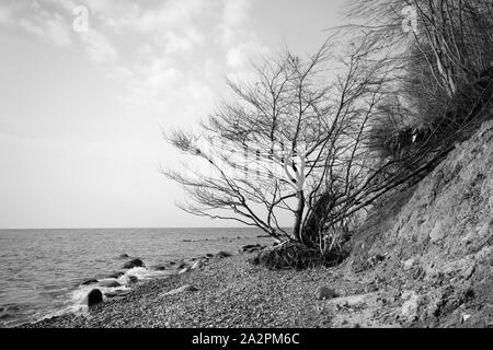 Legno morto presso la ripida costa del Parco Nazionale di Jasmund, Rügen Island Foto Stock