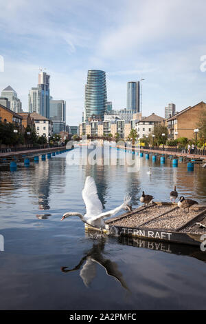 Gli uccelli in Terna zattera in Clippers Quay sull'Isle of Dogs. Foto Stock