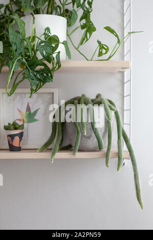 Varie houseplants su scaffalature in una moderna sala. Foto Stock