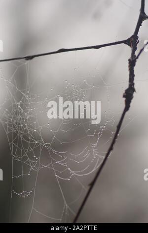 Gli inverni Bejewelling nebbia una spider Web. Exeter crematorio, Devon, Regno Unito. Foto Stock