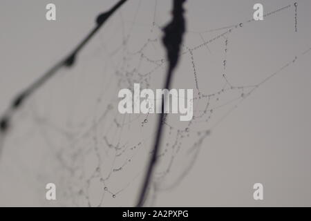 Gli inverni Bejewelling nebbia una spider Web. Exeter crematorio, Devon, Regno Unito. Foto Stock