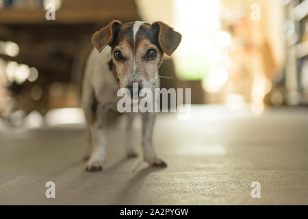 Little Jack Russell Terrier 13 anni è in piedi su piastrelle contro sfondo sfocato Foto Stock