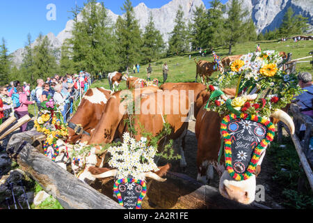 Monti Dachstein: alm alp Walcheralm, decorato di mucche per Almabtrieb cattle drive, alta montagna pascolo alpino, la transumanza in Schladming-Dachstei Foto Stock