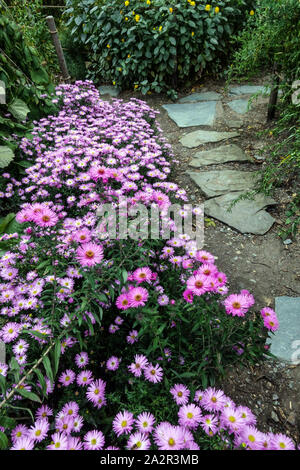 Confine con aiuole di fiori in autunno aster, sentiero di pietre a gradini nel giardino di ottobre Asters giardino di aiuole autunnali Foto Stock