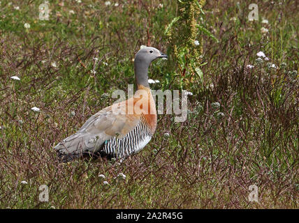 Ashy-headed Goose (Chloephaga poliocephala) permanente degli adulti in prato Punta Arenas, Cile Gennaio Foto Stock