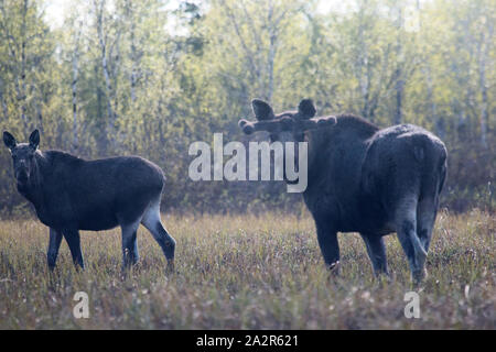 In primavera le alci mangiare erba giovane su floodplain prati. Femmina (inizio di ricrescita di corna) e suo yearling polpaccio. Lapponia Foto Stock