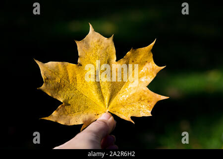 Donne detiene il bouquet di Giallo autunno foglie di acero nelle sue mani con guanti. Con retroilluminazione a riflessione di sole con raggi di sole e razzi di stagno in background Foto Stock