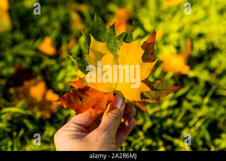 Dettaglio della red maple leaf tenuto in mano con alberi d'autunno in background Foto Stock