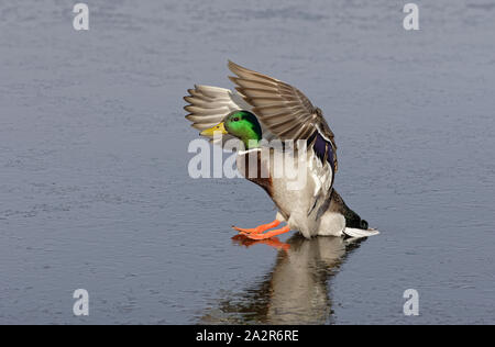 Mallard duck drake sbarco sulla laguna gelata-Victoria, British Columbia, Canada. Foto Stock