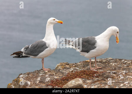 Due gabbiano occidentale (Larus occidentalis), Channel Island National Park, California, Stati Uniti d'America. Foto Stock