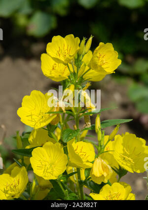 Giallo Oenothera, Evening Primerose (oenothera sp.) nella tarda primavera. La valle del fiume Pshish, il principale crinale caucasico Foto Stock