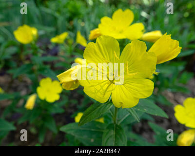 Giallo Oenothera, Evening Primerose (oenothera sp.) nella tarda primavera. La valle del fiume Pshish, il principale crinale caucasico Foto Stock