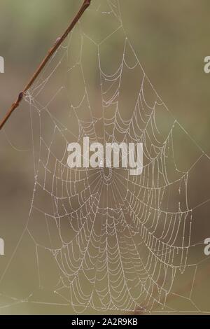 Gli inverni Bejewelling nebbia una spider Web. Exeter crematorio, Devon, Regno Unito. Foto Stock