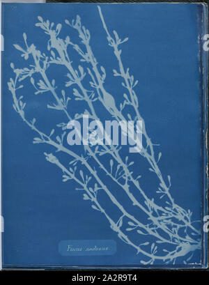 Anna Atkins, Inglese, 1797-1871, Fucus nodosus, 1843 o 1844, cyanotype, pagina: 10 3/8 × 8 1/8 pollici (26,4 × 20,6 cm Foto Stock