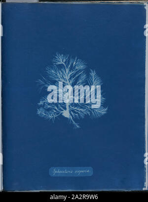 Anna Atkins, Inglese, 1797-1871, Sphacelaria scoparia, 1843 o 1844, cyanotype, pagina: 10 3/8 × 8 1/8 pollici (26,4 × 20,6 cm Foto Stock