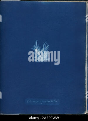 Anna Atkins, Inglese, 1797-1871, Ectocarpus fasciculatus, 1843 o 1844, cyanotype, pagina: 10 3/8 × 8 1/8 pollici (26,4 × 20,6 cm Foto Stock