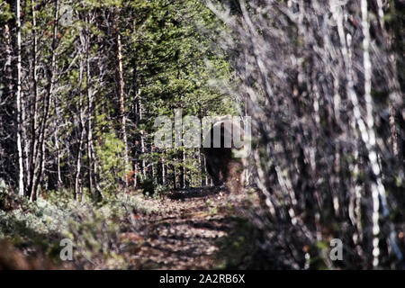 Orso bruno lascia l uomo sulla strada in pino foresta scandinava. Bear ucciso elk sulla strada forestale e la nascosi sotto i cespugli (palo in primo piano). Pericolo di incontrare Foto Stock