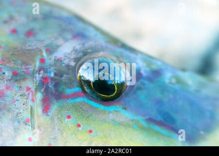 Long-striped wrasse (Symphodus tinca, pesci arcobaleno, Labrus, Ray-alettato di pesce) dal Mar Nero (North Shore). Gli occhi e la bocca del pesce Foto Stock