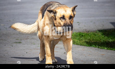 Un pastore tedesco cane su una fattoria passeggiate da un vialetto pavimentato, con calma ma con le sue orecchie indietro e gli occhi squinted, guardare dove si va. Foto Stock