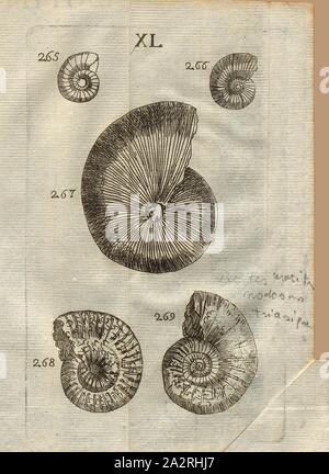 Varie Striped ammoniti, classe III, Pl. XL, Fig. 265: Corne d'Ammon à raies rares & à dos arrondi, Fig. 266: Corne d'Ammon à raies séparées inter intervales, Fig. 267: Corne d'Ammon à beaucoup de raies du centre, à la circonférence, à dos épine ou arrondie, Fig. 268: Corne d'Ammon à raies plus rares, Fig. 269: Corne d'Ammon à fleurs & raddoppia avec, avec une épine aigue, Pl., secondo p. 312, 1778, Louis Bourget: Traité des pétrifications. Parigi: Jombert, 1778 Foto Stock