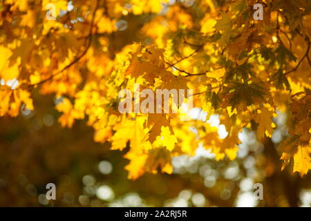 Foglie di giallo su un albero. Golden foglie di acero su uno sfondo sfocato. Sunny fogliame in autunno park. Sfocato Foto Stock