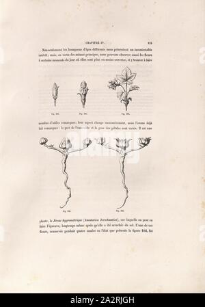 Jerose igrometrico, illustrazione di un impianto di apertura, nonché una rosa da Gerico a partire dal xix secolo, Fig. Da 101 a 105, p. 115, 1876, V. Ruprich-Robert, cl. Sauvageot: Flore ornementale: Essai sur la composizione de l'ornement: éléments tirés de la nature et principes de leur applicazione. Parigi: Dunod, 1876 Foto Stock