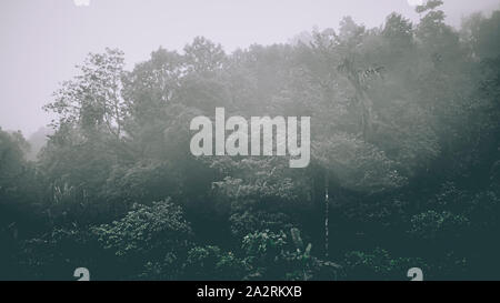 Brumoso paesaggio con bosco di abeti in hipster vintage stile retrò. Fiaba spooky cercando boschi in un giorno di nebbia. Nebbia fredda mattina nella foresta orrore Foto Stock