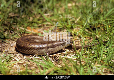 Imbrigliato (Mabuya vittata Trachylepis) חומט פסים Foto Stock