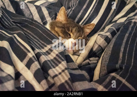 Grigio simpatico gatto domestico dorme nel letto sotto i coperchi. Foto Stock