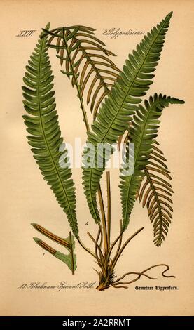 Ribwort comune, Blechnum spicant Roth - Comune Ribwort, Famiglia: 2. Polypodiaceae - maculato famiglia fungo, pl. 13, dopo p. 42 (vol. 1), 1886, Otto Wilhelm Thomé: prof. Il dott. Thomé la Flora von Deutschland Österreich und der Schweiz in Wort und Bild. Gera-Untermhaus: Verlag von Fr. Eugen Köhler, [1886 Foto Stock