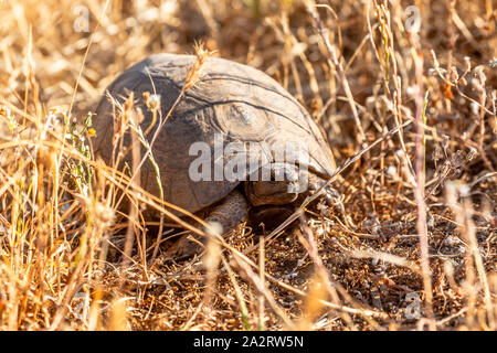 Tartaruga greca (Testudo graeca) צב יבשה מצוי Foto Stock