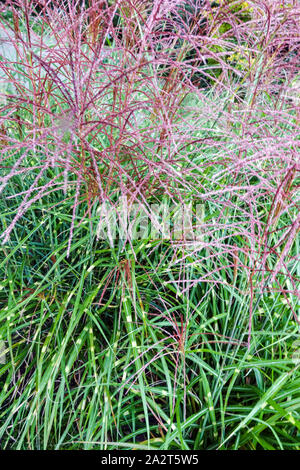 Piccolo punto erba Miscanthus sinensis 'Puenktchen' Foto Stock