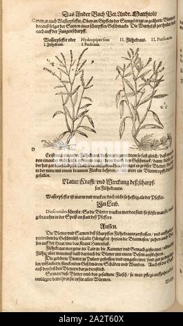 Hydropiper sive Persicaria, acqua di pepe o di canna fumaria Herb, FOL. 180v, 1590, Pietro Andrea Mattioli, Joachim Camerarius: Kreuterbuch desz hochgelehrten unnd weitberühmten Herrn D. Petri Andreae Matthioli. Franckfort am Mayn: [Feyrabendt], 1590 Foto Stock