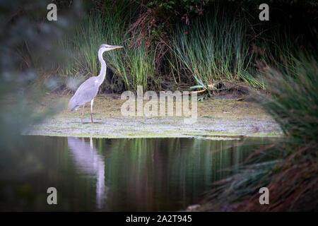 Airone cenerino stalking preda sulle sponde di un lago in Cornovaglia Foto Stock