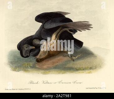 Avvoltoio nero o Carrion Crow, Raven Vulture (Coragyps atratus, atratus cathartes), firmato: J.J. Audubon, J.T. Bowen, litografia, Pl. 3 (vol 1), Audubon, Giovanni Giacomo (disegnato); Bowen, J. T. (lith.), 1856, John James Audubon: gli uccelli dell America: dai disegni fatti negli Stati Uniti e dei loro territori. New York: Audubon, 1856 Foto Stock