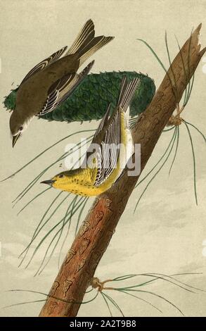 Pino-creeping Wood-Warbler - Yellow Pine Pinus coenobita, pino trillo (Dendroica pinus, Sylvicola pinus), Pino, firmato: J.J. Audubon, J.T. Bowen, litografia, Pl. 82 (vol. 2), Audubon, Giovanni Giacomo (disegnato); Bowen, J. T. (lith.), 1856, John James Audubon: gli uccelli dell America: dai disegni fatti negli Stati Uniti e dei loro territori. New York: Audubon, 1856 Foto Stock