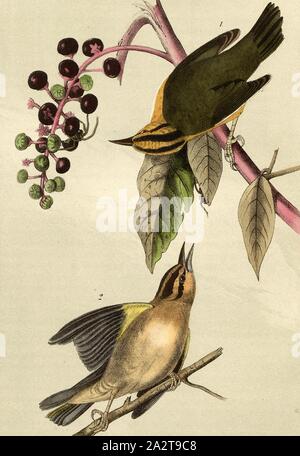 Worm Swamp-Warbler mangiare - American poke-erbaccia, Phytolacea decandra, Northern Redwood trillo (Helmitheros vermivorum, Helinaia vermivora), American pokeweed (phytolacca americana), firmato: J.J. Audubon, J.T. Bowen, litografia, Pl. 105 (vol. 2), Audubon, Giovanni Giacomo (disegnato); Bowen, J. T. (lith.), 1856, John James Audubon: gli uccelli dell America: dai disegni fatti negli Stati Uniti e dei loro territori. New York: Audubon, 1856 Foto Stock