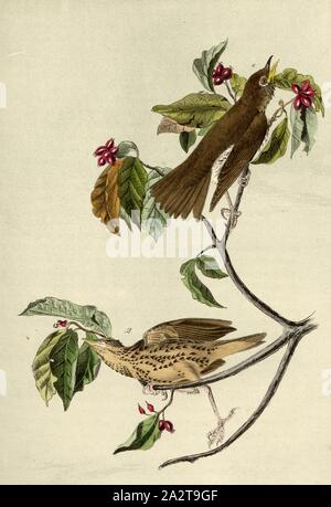 Legno tordo - sanguinella, Woodbill (Hylocichla mustelina, Turdus mustelinus), Rosso Sanguinello (Cornus sanguinea), firmato: J.J. Audubon, J.T. Bowen, litografia, Pl. 144 (vol. 3), Audubon, Giovanni Giacomo (disegnato); Bowen, J. T. (lith.), 1856, John James Audubon: gli uccelli dell America: dai disegni fatti negli Stati Uniti e dei loro territori. New York: Audubon, 1856 Foto Stock