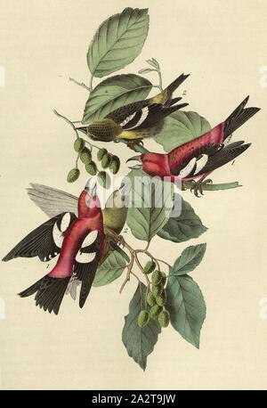 Bianco-winged Crossbill, Crossbill (Loxia leucoptera), firmato: J.J. Audubon, J.T. Bowen, litografia, Pl. 201 (vol. 3), Audubon, Giovanni Giacomo (disegnato); Bowen, J. T. (lith.), 1856, John James Audubon: gli uccelli dell America: dai disegni fatti negli Stati Uniti e dei loro territori. New York: Audubon, 1856 Foto Stock