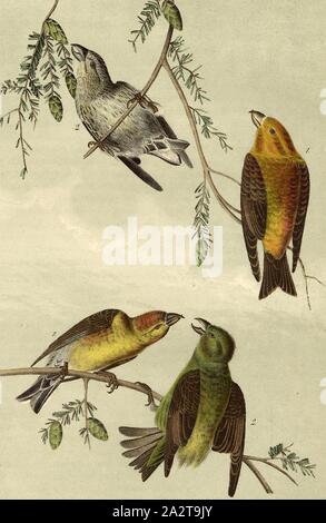 Comune, Crossbill Red Crossbill (Loxia curvirostra), firmato: J.J. Audubon, J.T. Bowen, litografia, Pl. 200 (vol. 3), Audubon, Giovanni Giacomo (disegnato); Bowen, J. T. (lith.), 1856, John James Audubon: gli uccelli dell America: dai disegni fatti negli Stati Uniti e dei loro territori. New York: Audubon, 1856 Foto Stock