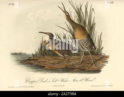 Battaglio rotaia o acqua salata Marsh Hen, battito (Rallus crepitans), firmato: J.J. Audubon, J.T. Bowen, litografia, Pl. 310 (Vol. 5), Audubon, Giovanni Giacomo (disegnato); Bowen, J. T. (lith.), 1856, John James Audubon: gli uccelli dell America: dai disegni fatti negli Stati Uniti e dei loro territori. New York: Audubon, 1856 Foto Stock