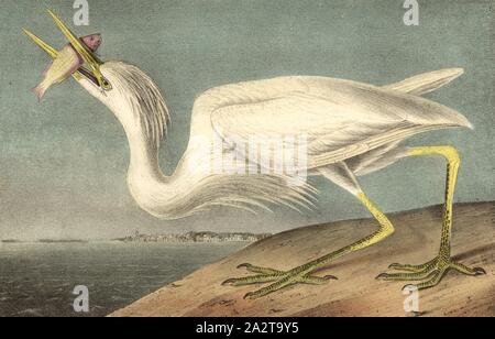 Grande airone bianco, airone blu (Ardea erodiade occidentalis, Ardea occidentalis), firmato: J.J. Audubon, J.T. Bowen, litografia, Pl. 368 (Vol. 6), Audubon, Giovanni Giacomo (disegnato); Bowen, J. T. (lith.), 1856, John James Audubon: gli uccelli dell America: dai disegni fatti negli Stati Uniti e dei loro territori. New York: Audubon, 1856 Foto Stock
