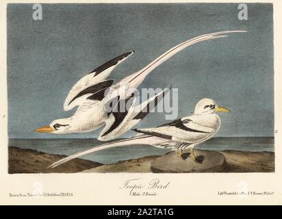 Tropic Bird, Tropicbird (Phaeton aethereus), firmato: J.J. Audubon, J.T. Bowen, litografia, Pl. 427 (vol. 7), Audubon, Giovanni Giacomo (disegnato); Bowen, J. T. (lith.), 1856, John James Audubon: gli uccelli dell America: dai disegni fatti negli Stati Uniti e dei loro territori. New York: Audubon, 1856 Foto Stock