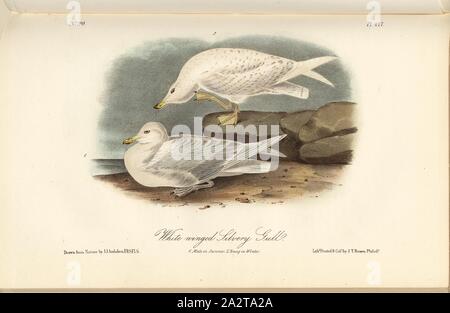 Bianco argenteo alato Gabbiano, Seagull (Larus leucopterus), firmato: J.J. Audubon, J.T. Bowen, litografia, Pl. 447 (vol. 7), Audubon, Giovanni Giacomo (disegnato); Bowen, J. T. (lith.), 1856, John James Audubon: gli uccelli dell America: dai disegni fatti negli Stati Uniti e dei loro territori. New York: Audubon, 1856 Foto Stock