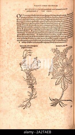 Oxycoccum, Ricinus, illustrazione di un mirtillo palustre e un miracolo albero dal XVI secolo, Fig. 103, p. 140v, 1561, Valerius Cordus, Konrad Gessner, Benedictus Aretius, Pedanius Dioscoride: In hoc volumine continentur Valerii Cordi Simesusii annotationes in Pedacii Dioscoridis Anazarbei de medica materia libros V. [...]. Argentorati: excudebat Josias Rihelius 1561 Foto Stock