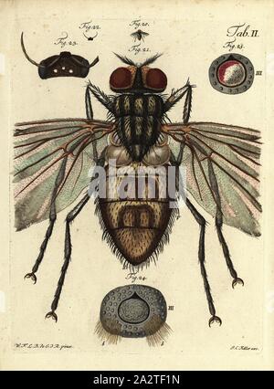 Borige fly, Fig. 20: boro fly, Fig. 21: la stessa ingrandita, Fig. 22: il clacson testa a guisa di guscio di una vespa nella sua dimensione naturale, Fig. 23: la stessa ingrandita, Fig. 24: uno dei tre occhi sul retro della testa, un bombo, Fig. 25: ad un occhio dopo la bumblebee viene tolta la testa della testa, firmato: WFLB de G. d., R. pinx, J.C. Keller exc, Tab. II, p. 32, Gleichen-Russwurm, Wilhelm Friedrich (pinx.); Keller, Johann Christoph (ecc.), 1790, Wilhelm Friedrich von Gleichen-Russwurm, Johann Christoph Keller: [...] Geschichte der gemeinen Stubenfliege: nebst vier mit Farben erleuchteten Foto Stock