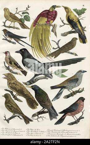 Uccelli: buntings, fringuelli, corvi, rack e storni, Rigogolo, gli uccelli del paradiso, rondini, marinai, notte rondini, 1. Il Zigolo giallo, 2. Il Bullfinch, 3. Il fringuello, 4. L'estremità distale Finch, 5. La gazza, 6. La Mandorla Crow, 7. La Staar, 8. Il Rigogolo 9. Il grande uccello del paradiso, 10, il fienile Swallow, 11. Il Comune Swift, 12. La notte Swallow, pl. III, Heinrich Rudolf Schinz: Abbildungen aus der Naturgeschichte. Zurigo: bei Friedrich Schulthess, [1824 Foto Stock